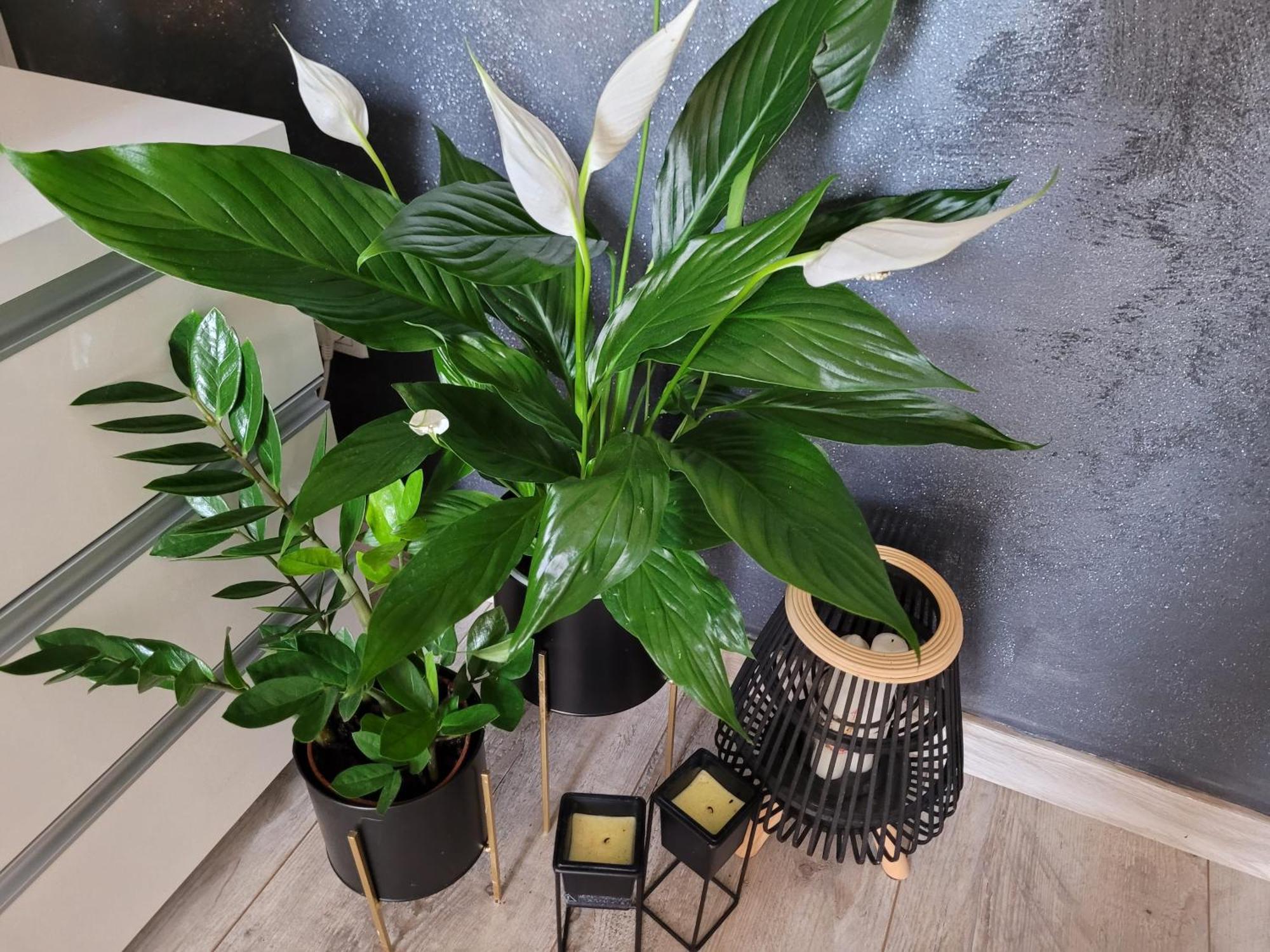 Apartament Lilla Еленя-Гура Экстерьер фото
